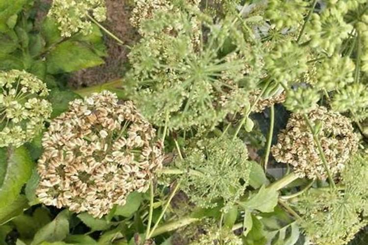白芷高产管理秘籍：从土壤到收获的全程指导