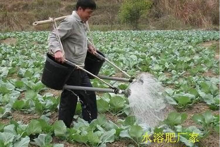 雨天可以给多肉施水溶肥吗北方？
