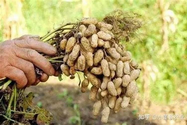 揭秘花生增产的高效策略：迈向丰收的科学之路