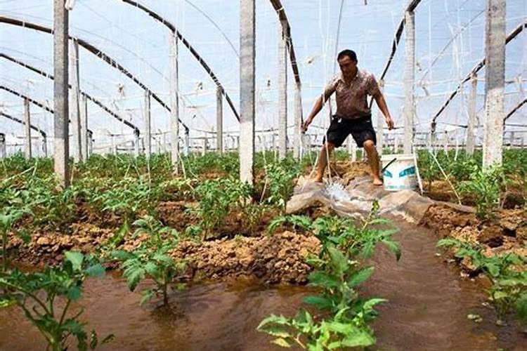 夏种时节：避开化肥使用误区，助力农作物健康成长