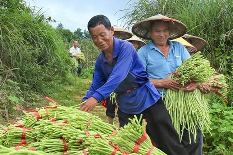豇豆豆野螟药剂防治法：保障豇豆丰收的关键步骤