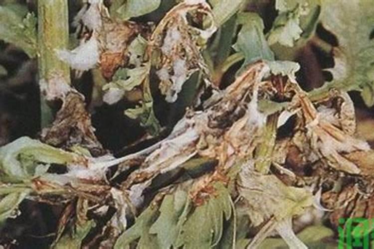茼蒿菜叶片感染菌核病的症状有哪些？