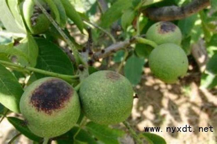 核桃膏药病的面纱：症状解析与防治策略