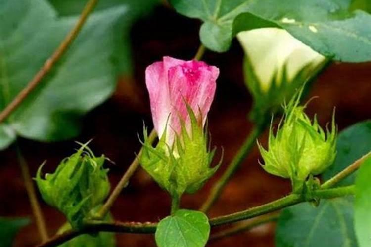 棉花蕾而不花的原因是什么？