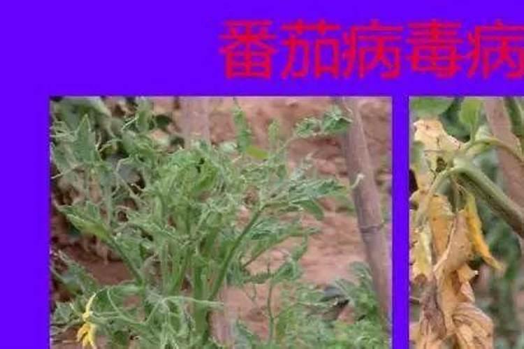 百菌清不能和啥药混用