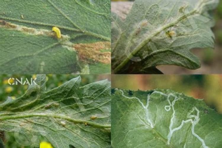 菊花的守护者：有效防治菊潜叶蝇的方法？