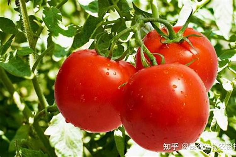 西红柿烂杆怎么防治？西红柿烂杆的防治方法