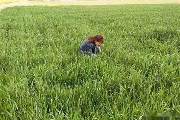冬麦高产施肥管理技术要点解析