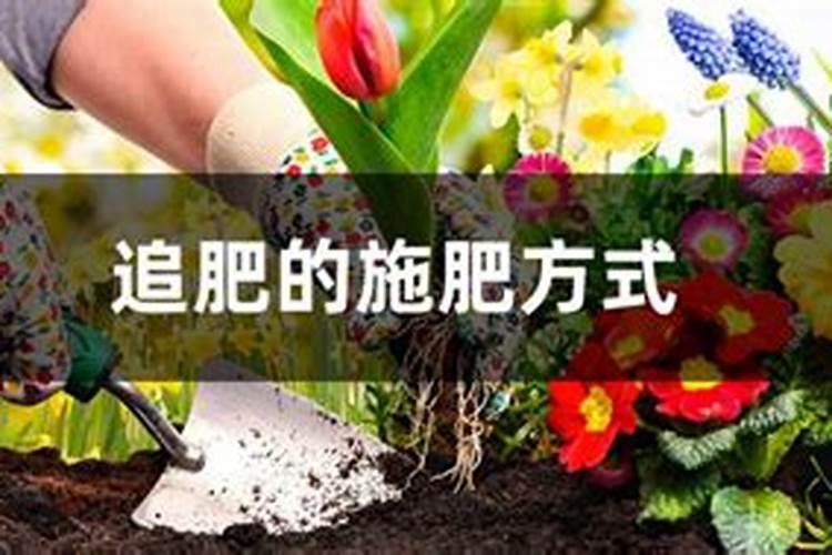 盛夏养植秘籍：夏季追肥的智慧选择