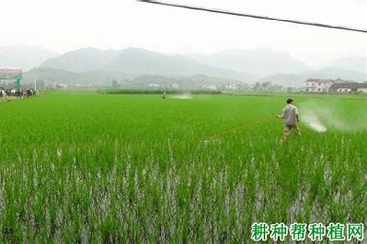 夏季应该如何施尿素肥？