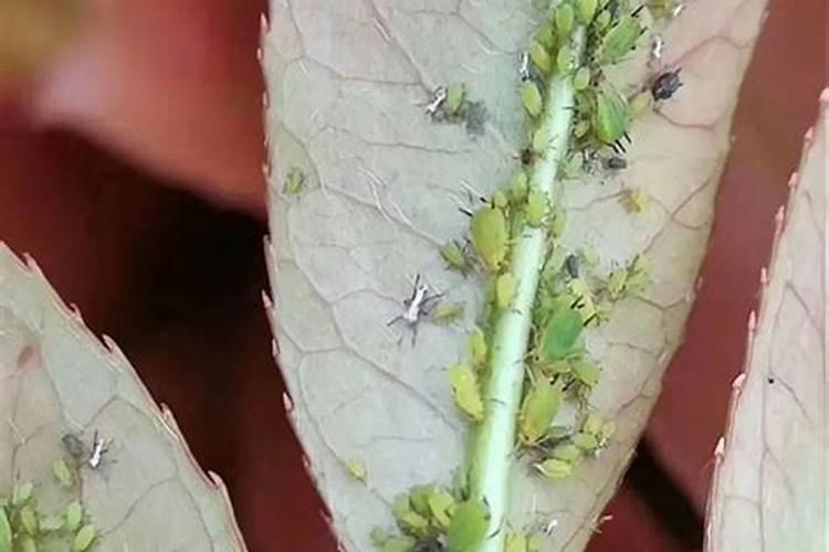 花卉养护秘籍：三大害虫防治全攻略
