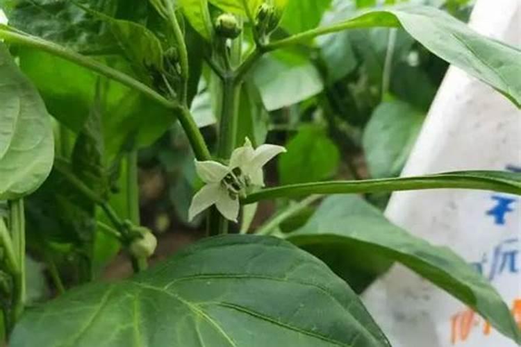 甜椒高产秘籍：坐果期管理与环境调控的艺术