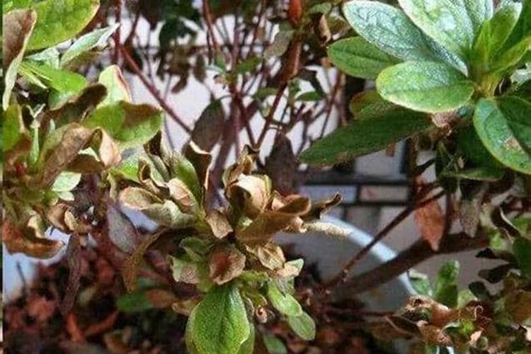 杜鹃花叶子干枯一碰就掉怎么解决？