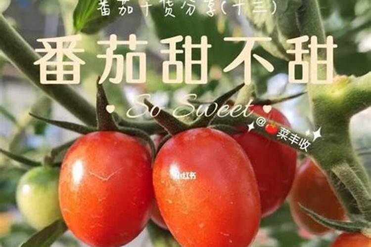 掌握家庭园艺：西红柿种植全攻略
