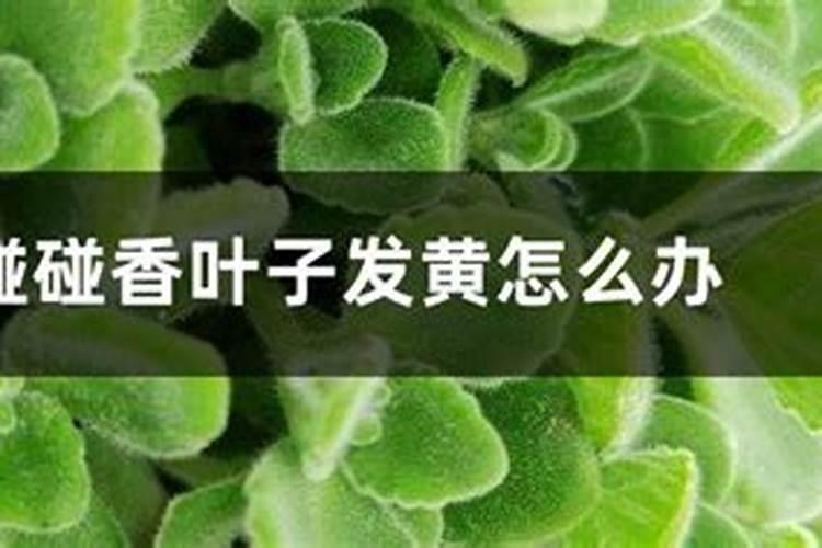 碰碰香叶子发黄发蔫、叶子脱落怎么办