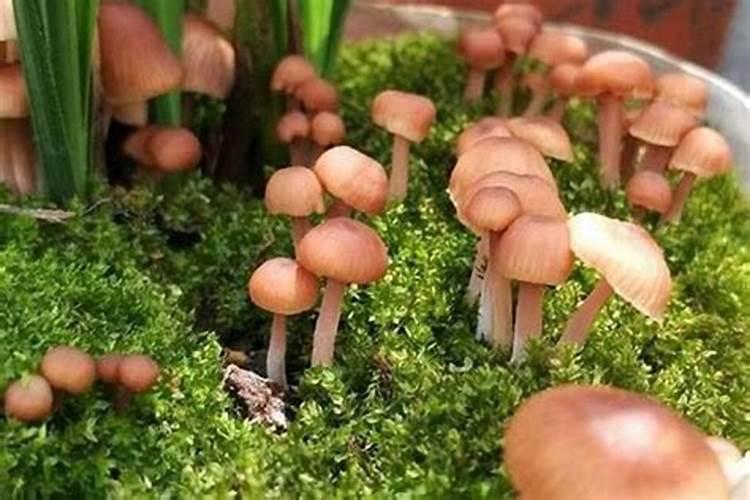 花盆里长出了蘑菇的原因是什么，是好还是坏？