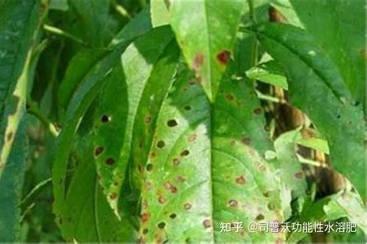桃树炭疽病及其防治