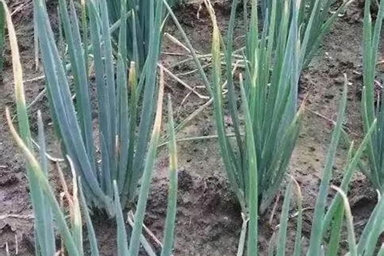 冬早蔬菜洋葱病害防治