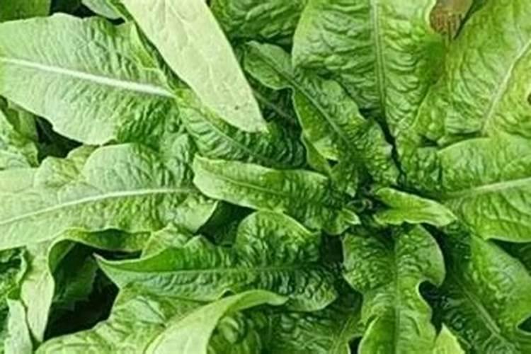 油麦菜褐斑病怎样防治，油麦菜褐斑病防治方法？