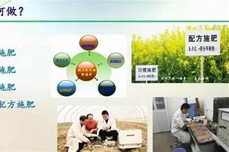 绿色守护：探索蔬菜种植中的农药减量之道