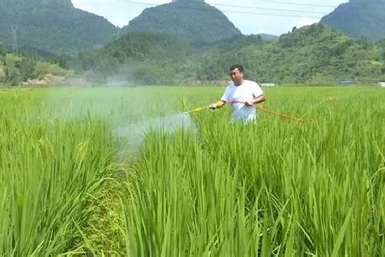 水稻病虫害的防治策略：确保粮食安全的关键步骤