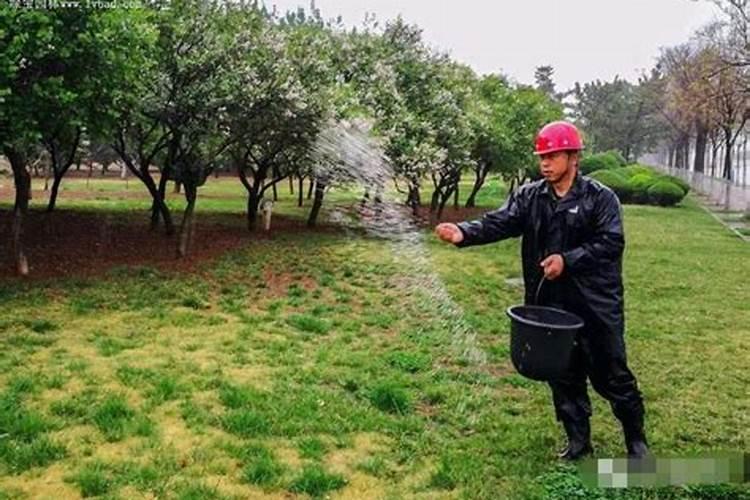 夏季施肥最佳实践：确保植物健康与丰收的秘诀