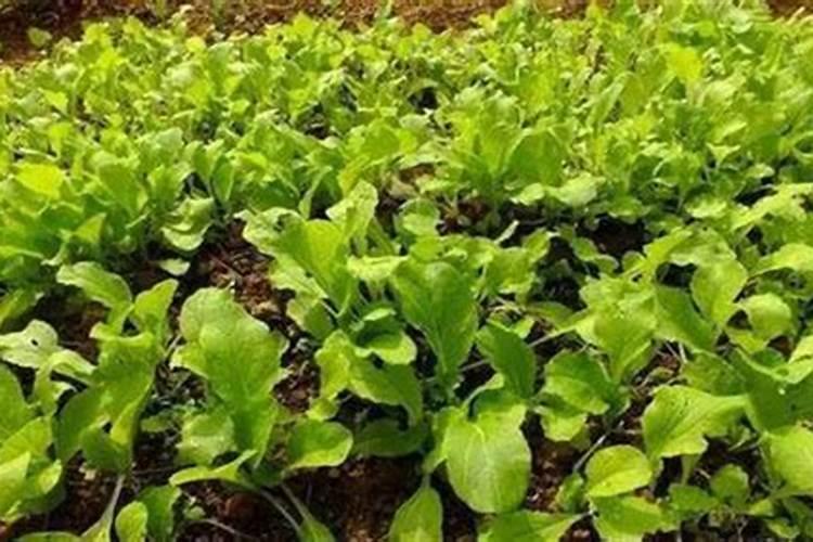 秋播大白菜的施肥技术要点：确保丰收的关键