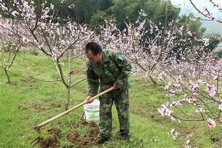 桃树施肥应注意哪些事项？