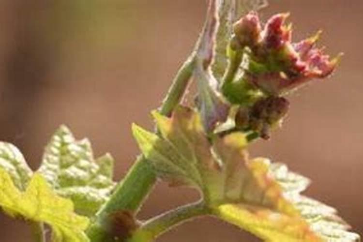 葡萄春季抹芽的技术要点