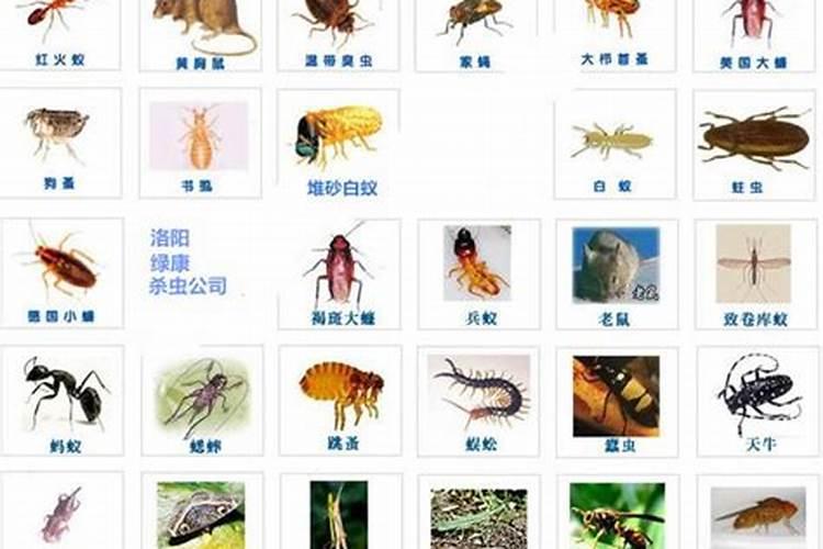 金桔生虫怎么处理，有哪些防治方法？