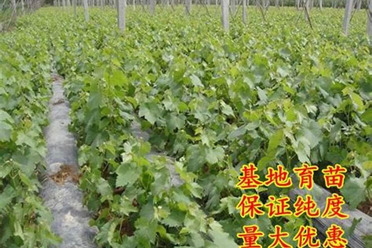 葡萄抗病栽培技术