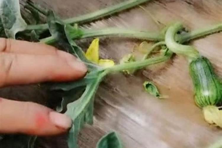 畸形果多，，颜色差是什么原因？该怎么办？