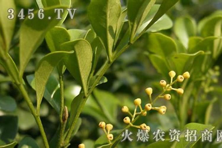 米兰花叶子上长有黄泥样的斑纹可抠掉部分传染后期叶子脱落求助。