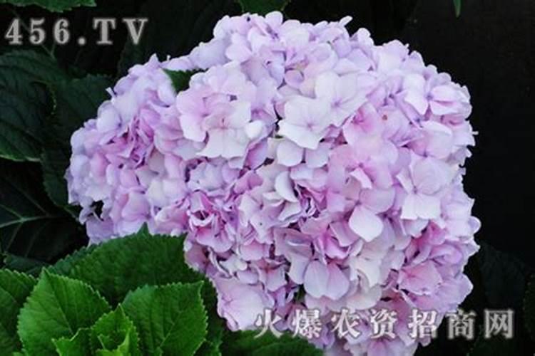种八仙花的四季管理