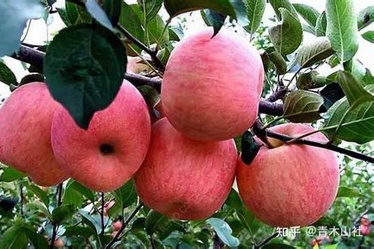苹果哪些部位易受冻害？如何预防？
