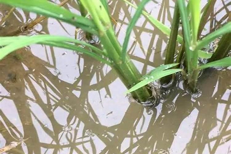 防治稻飞虱可以早晨带露水施药吗？