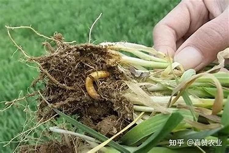 山楂园的守护者：有效防治害虫的策略