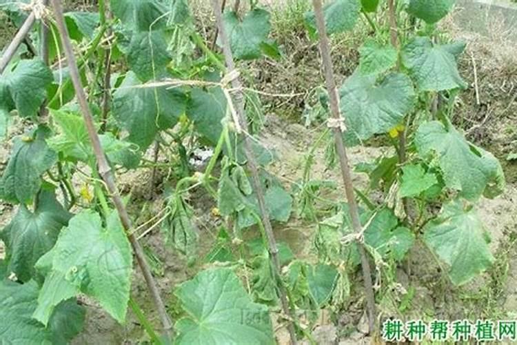 绿色守护：药剂防治黄瓜枯萎病的有效策略