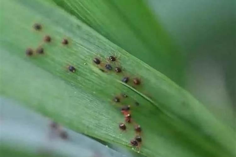 探究克螨特药害：原因、影响与防范策略