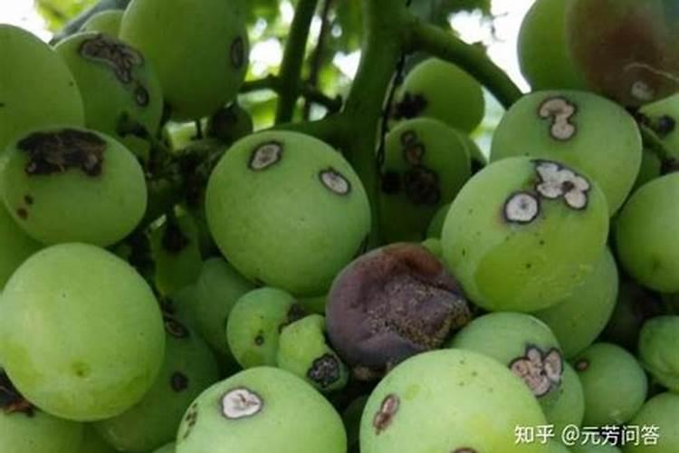 葡萄园的守护者：战胜黑痘病的策略与实践