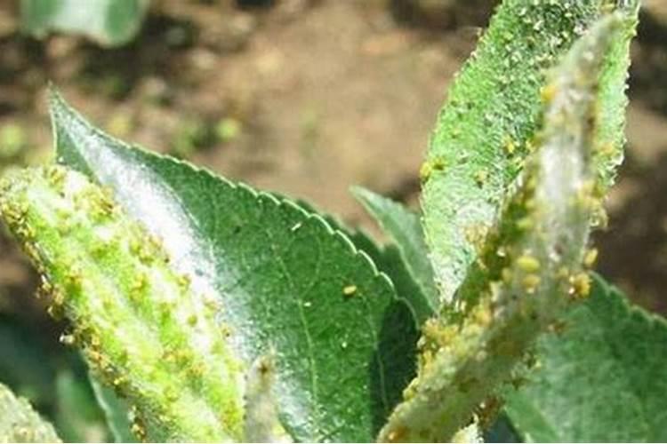 桃树蚜虫的防治方法？