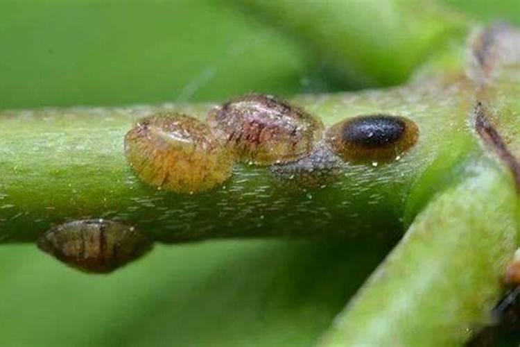 战胜园艺难题：高效药剂对抗介壳虫