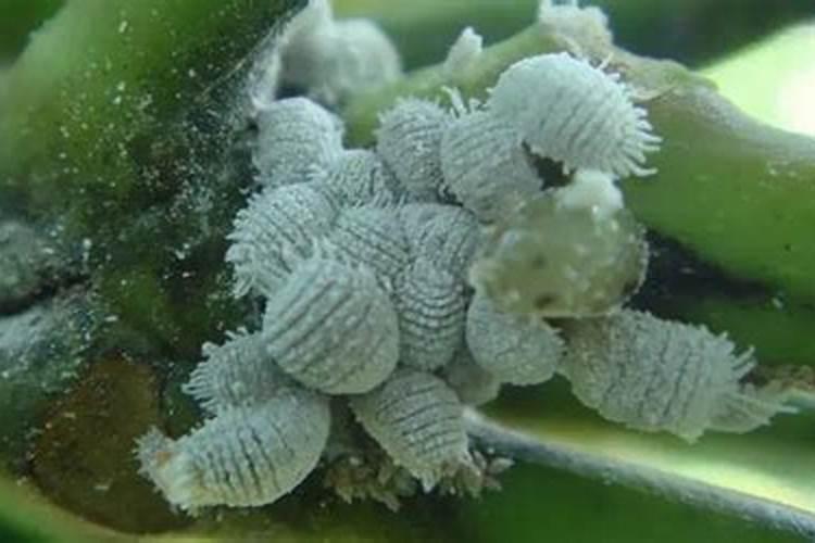 如何防治蚧壳虫