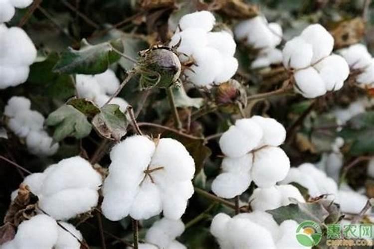 雨天过后棉花脱肥如何补救？