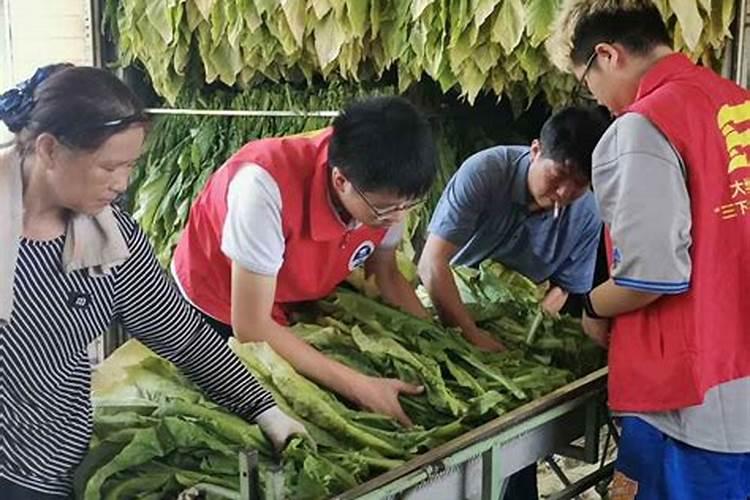 烟叶壮苗：三大注意助力绿色丰收