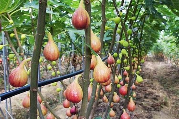 骨粉怎样给无花果施钙肥最好？