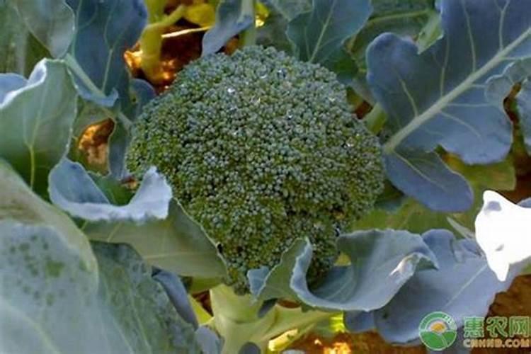 西兰花的虫害有哪些，西兰花易发生哪些虫害？