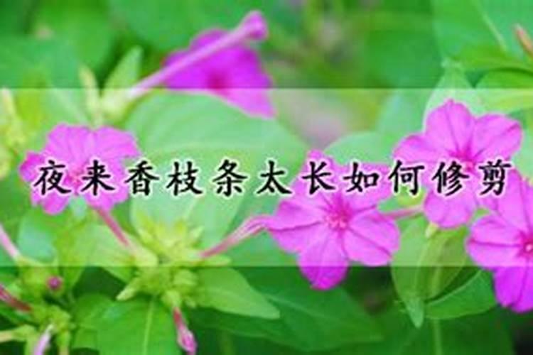 夜来香枝条太长如何修剪？