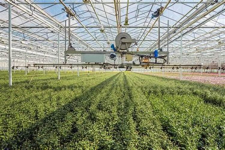 绿茵守护者：高效药剂在大棚韭菜灰霉病防治中的应用