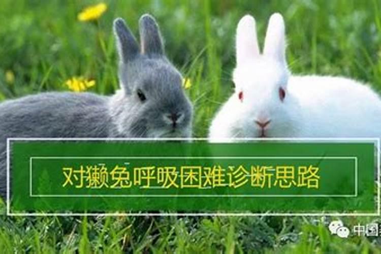 怎样养兔